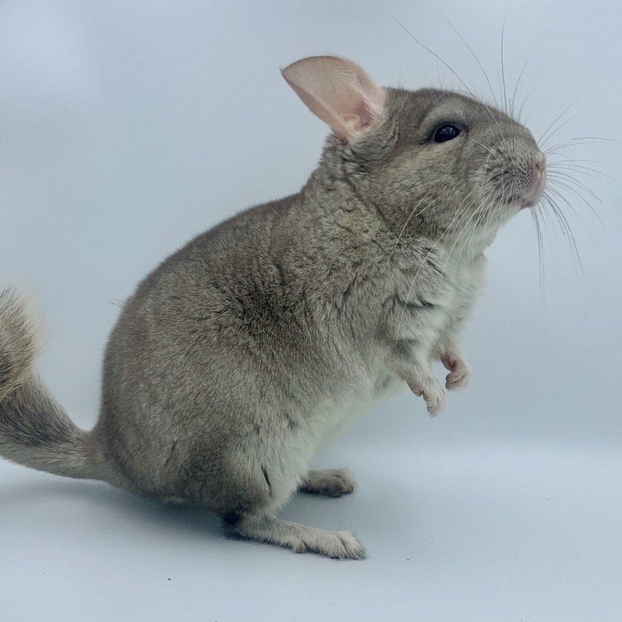 【SOLDOUT 】チンチラ ベージュ 女の子 2020年12月 mou生まれ