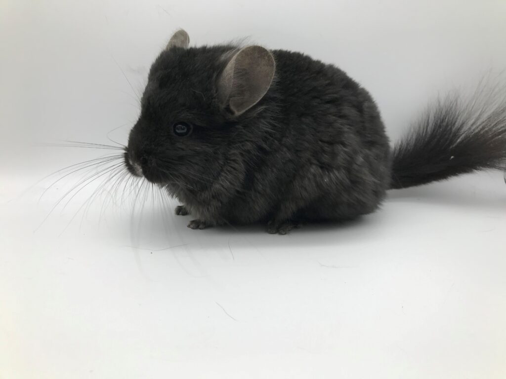 【SOLDOUT】2125 CCCU RPA ダークエボニー アンゴラチンチラ カーリーキャリア 男の子