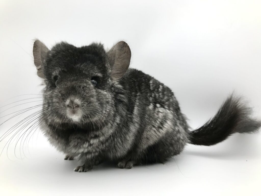 【SOLDOUT】2004 CCCU RPA アンゴラチンチラ ブラックエボニー ミディアムエボニー カーリーキャリア 男の子【大人しく抱っこ&カイカイ出来ます⭐︎】