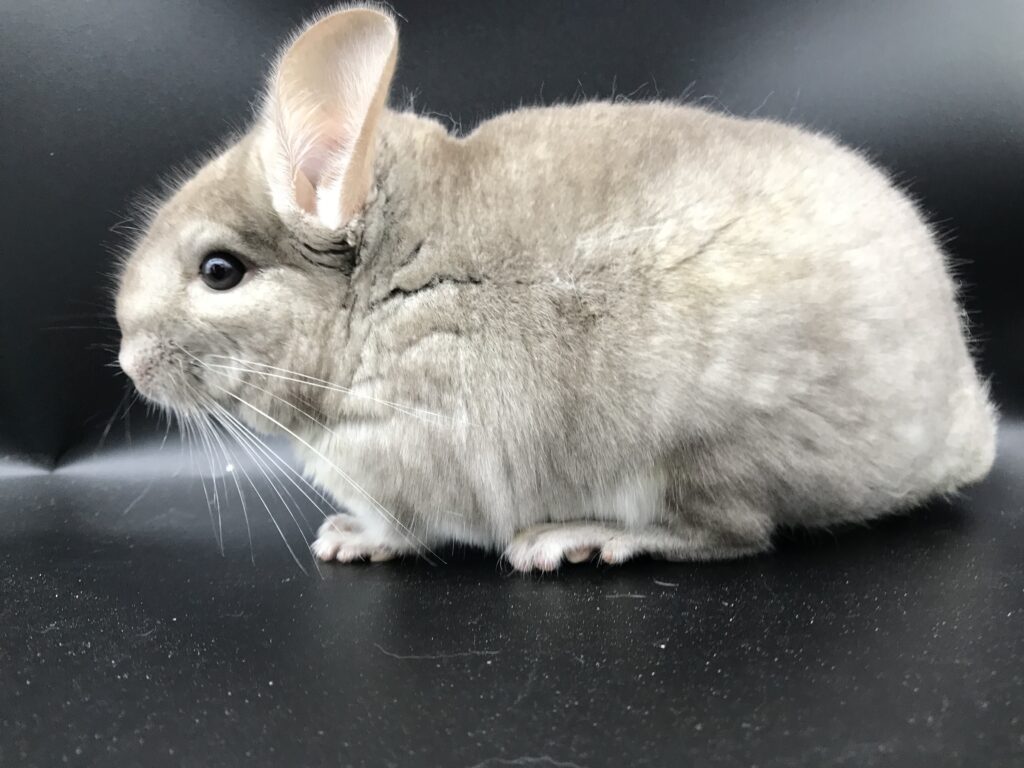 SOLDOUT 】チンチラ シナモン ベージュ 女の子 オランダ産 美人