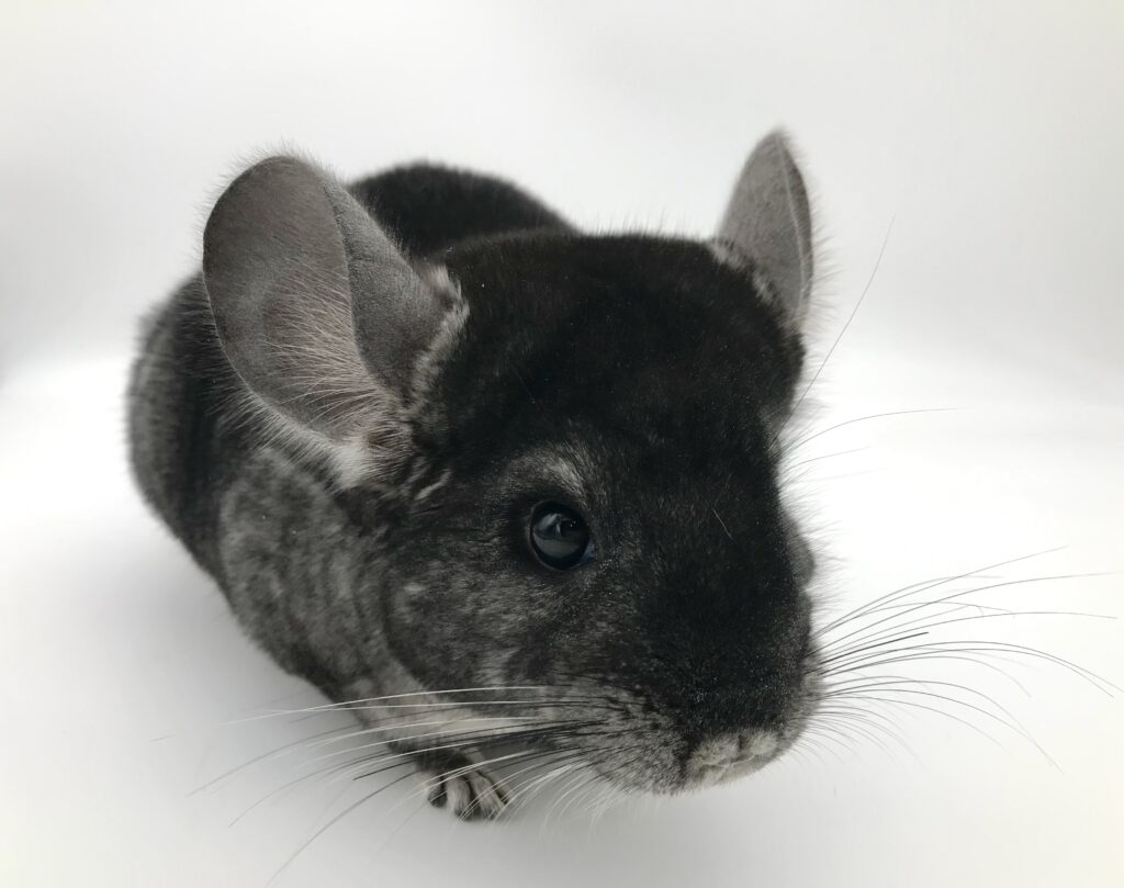 【SOLDOUT】チンチラ スタンダードグレー ダークグレー血統 男の子