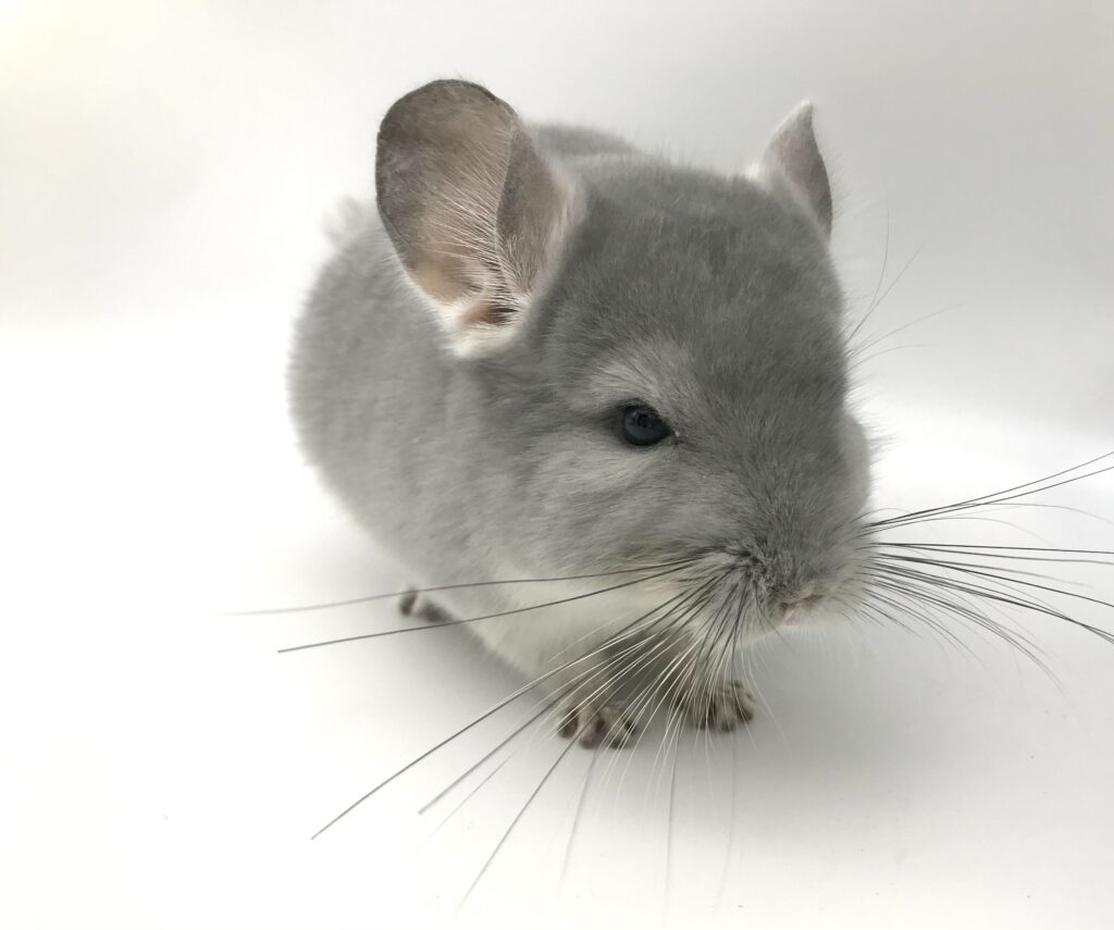 SOLDOUT】チンチラ ブルーダイヤモンド 男の子 オランダ産