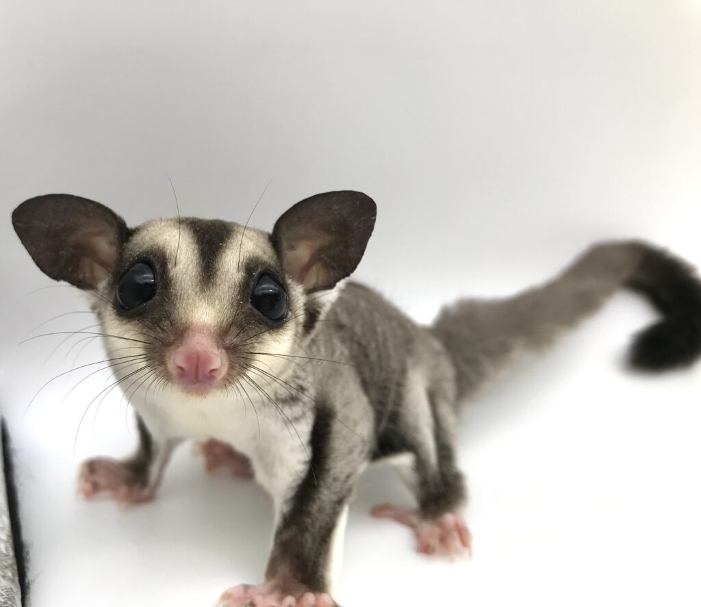 【SOLDOUT】フクロモモンガ クラシック(ノーマル) 男の子 当店ブリード