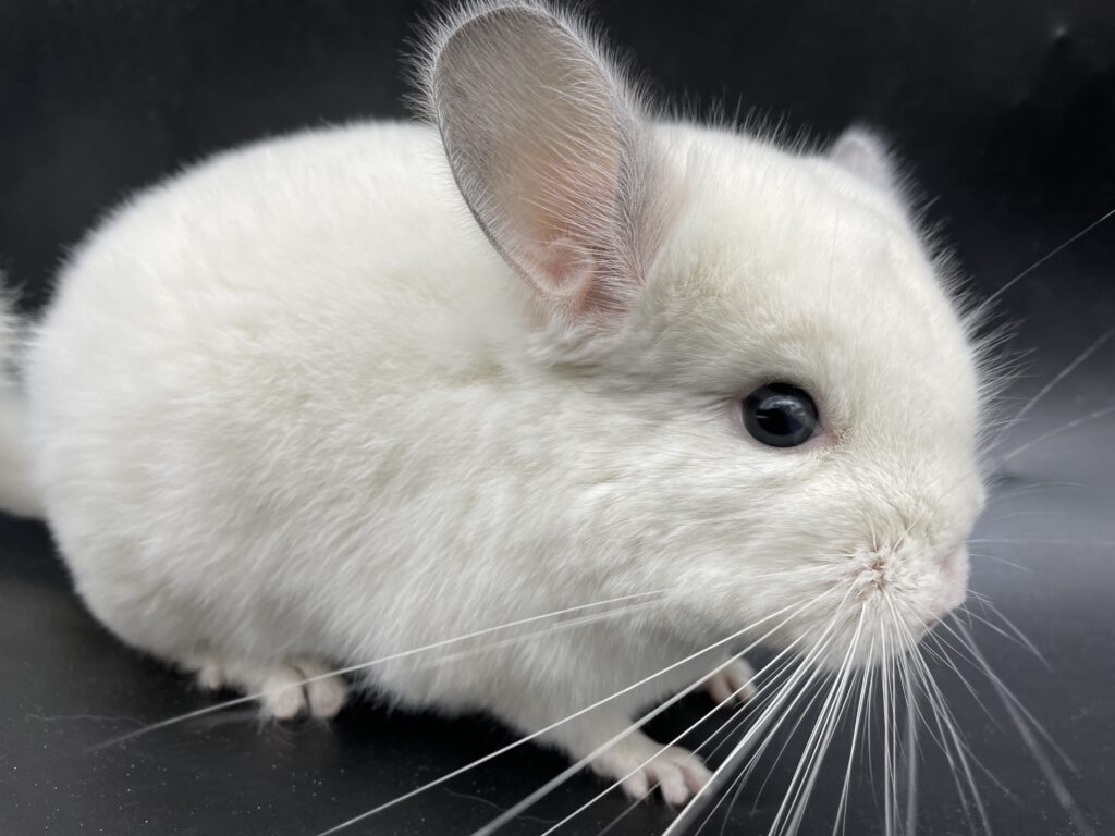 【SOLDOUT】チンチラ ウィルソンホワイト フルホワイト 男の子 ポーランド産 ハイクオリティ個体【首カイカイ出来ます⭐︎】