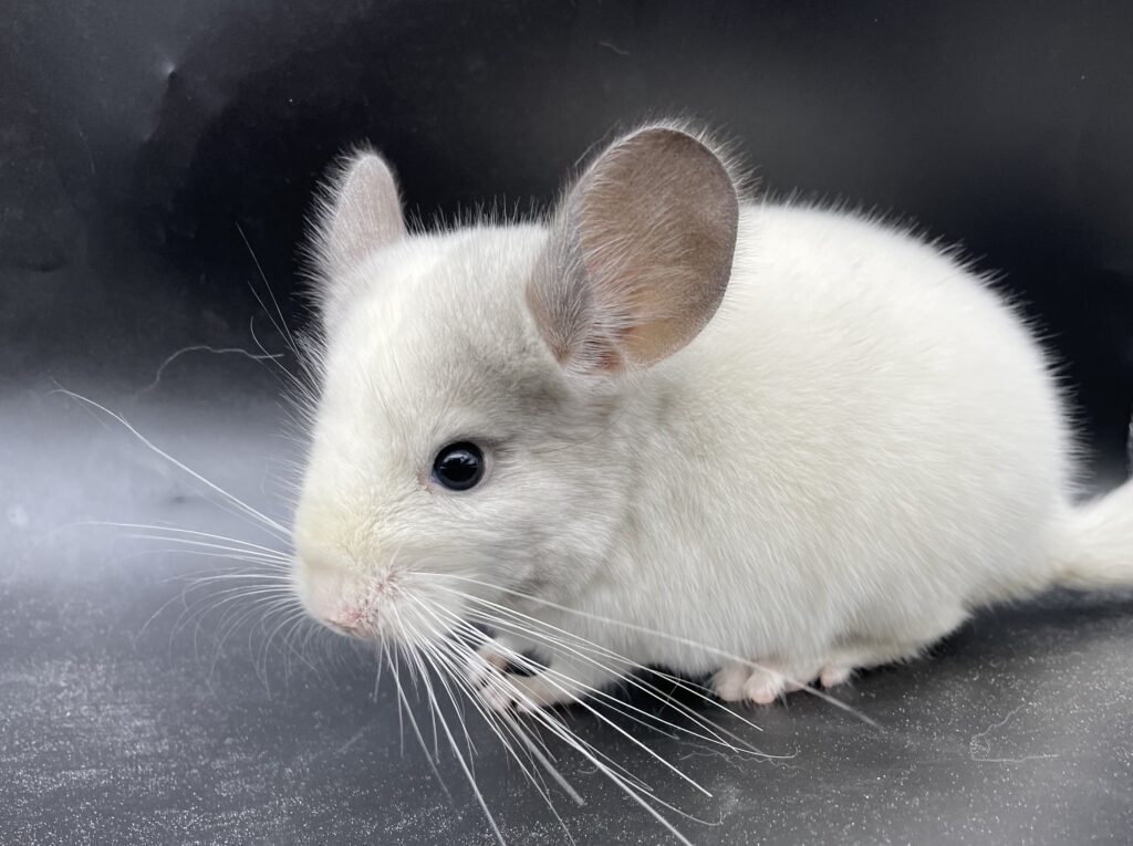 【SOLDOUT】チンチラ ウィルソンホワイト ホワイトモザイク 女の子 ポーランド産【カイカイ出来ます⭐︎】