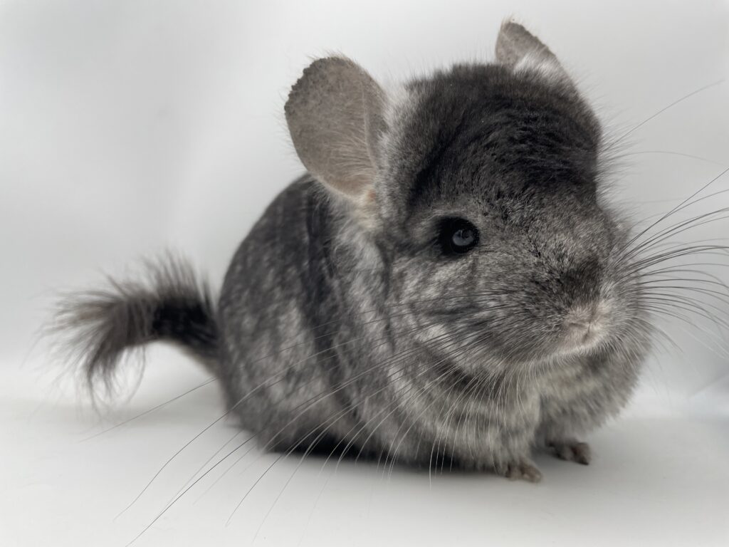 【SOLDOUT】アンゴラチンチラ ミディアムエボニー 男の子 オランダ産