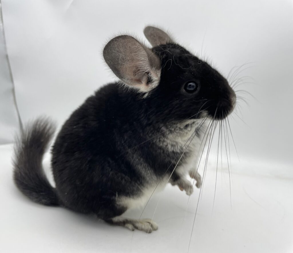 【SOLDOUT】チンチラ ブラックパール 女の子 オランダ産