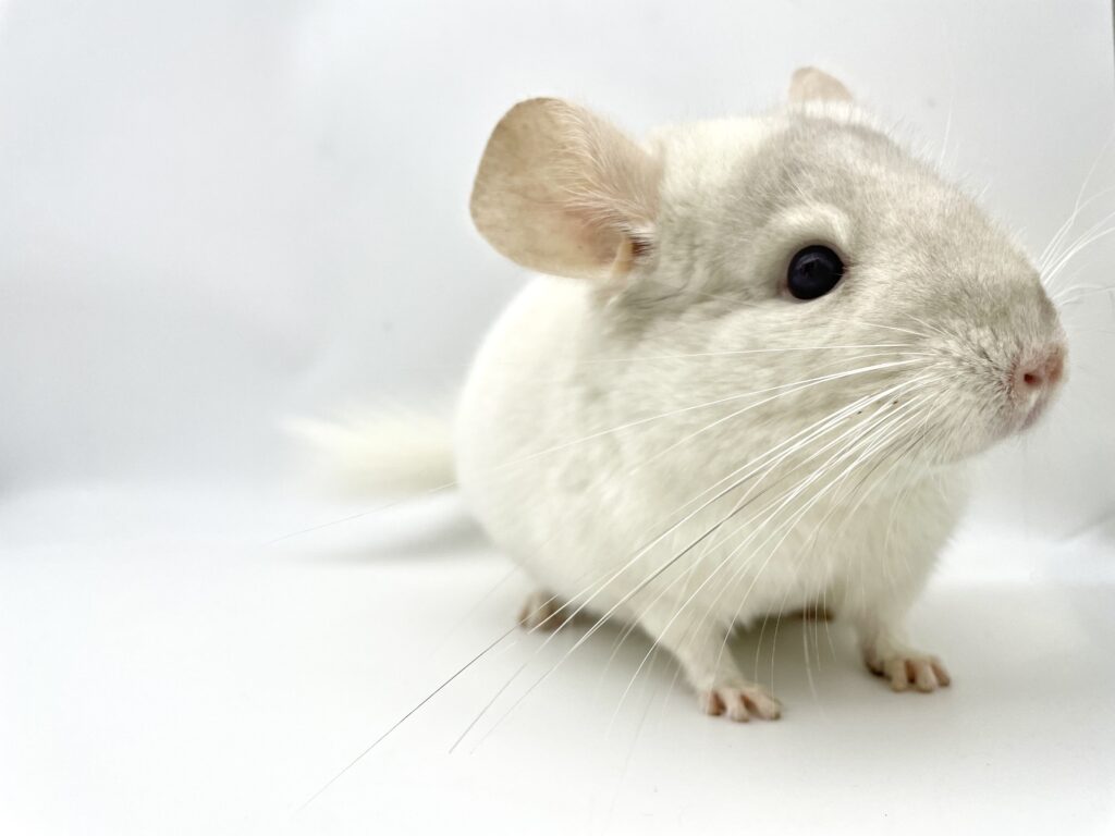 【SOLDOUT】チンチラ ピンクホワイト 葡萄目 ベージュモザイク 男の子 オランダ産