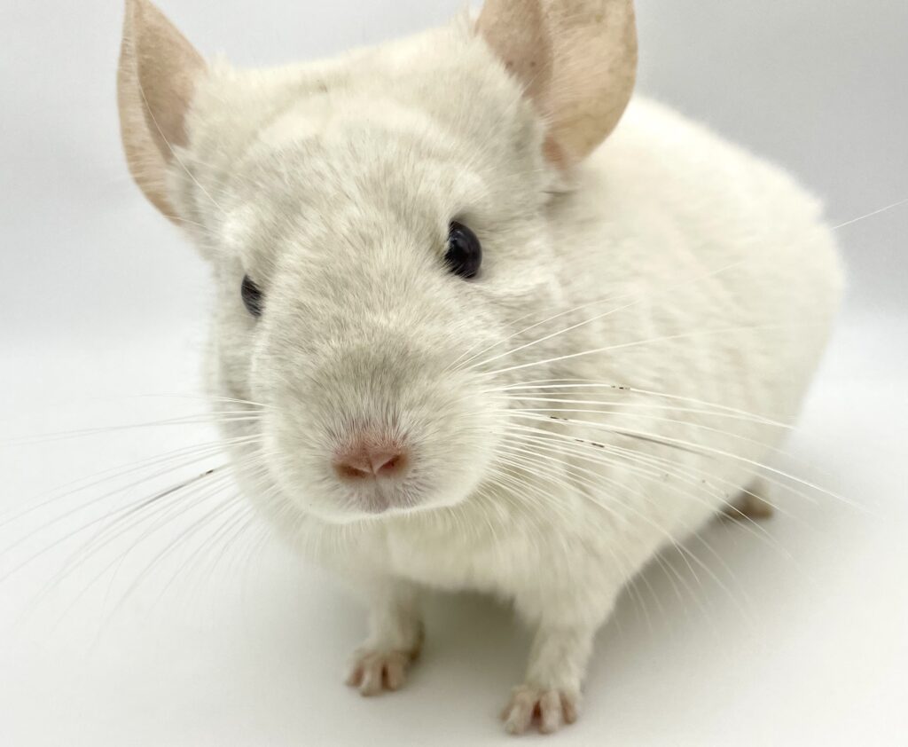 【SOLDOUT】チンチラ ピンクホワイト 葡萄目 オランダ産