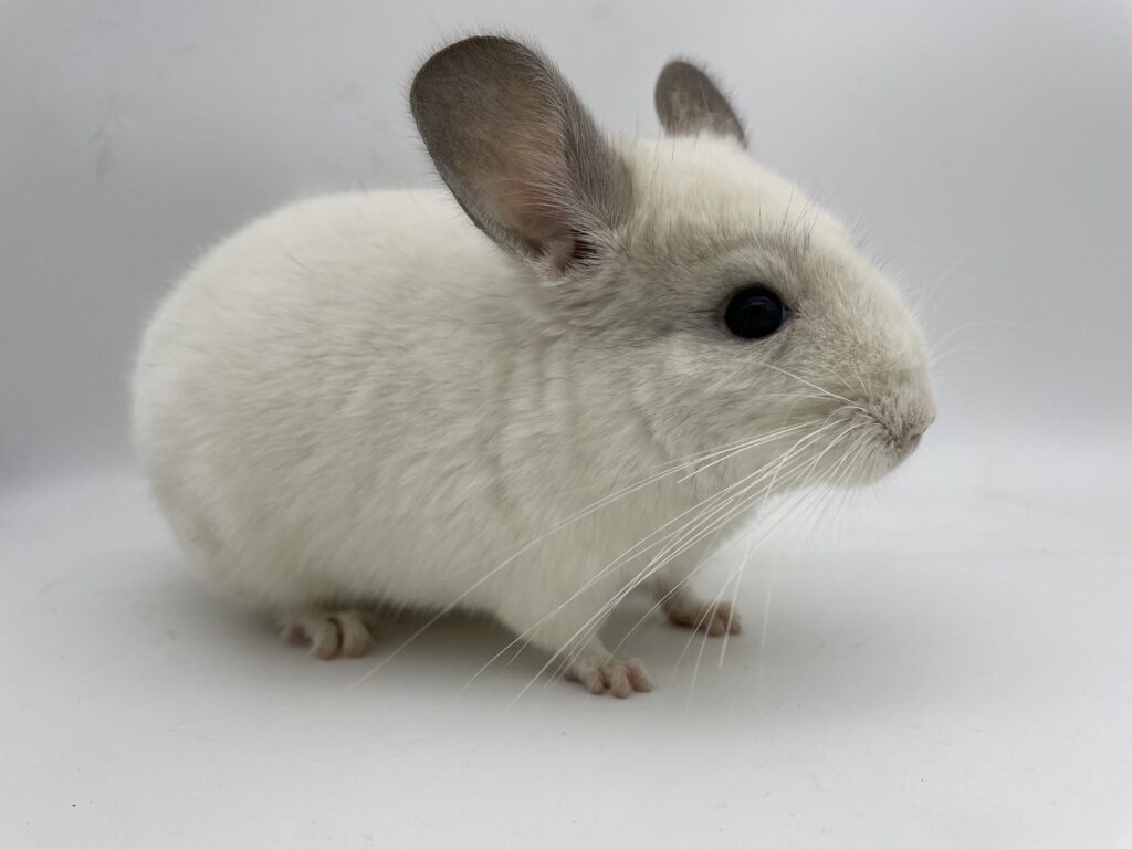 【SOLDOUT】チンチラ ウィルソンホワイト ホワイトモザイク 男の子 オランダ産