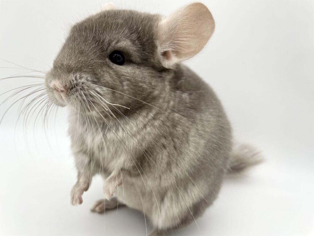 【SOLDOUT】チンチラ ミディアムタン ベージュエボニー 男の子 オランダ産