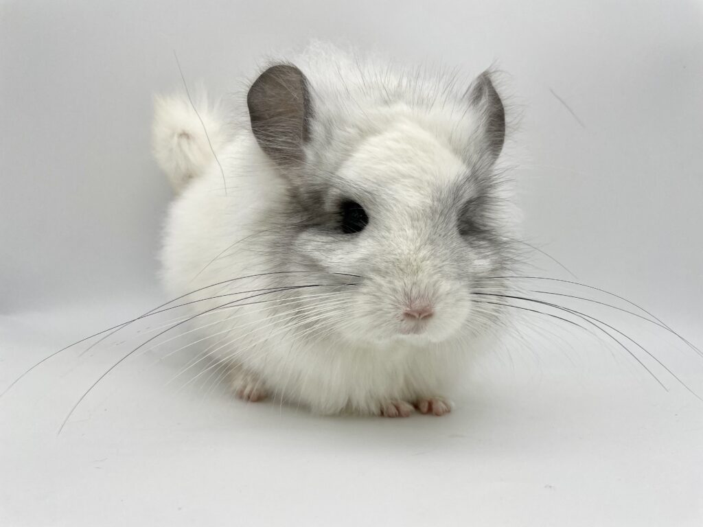 【SOLDOUT】アンゴラチンチラ ウィルソンホワイト ホワイトモザイク 男の子 オランダ産 【カイカイ出来ます🌟】