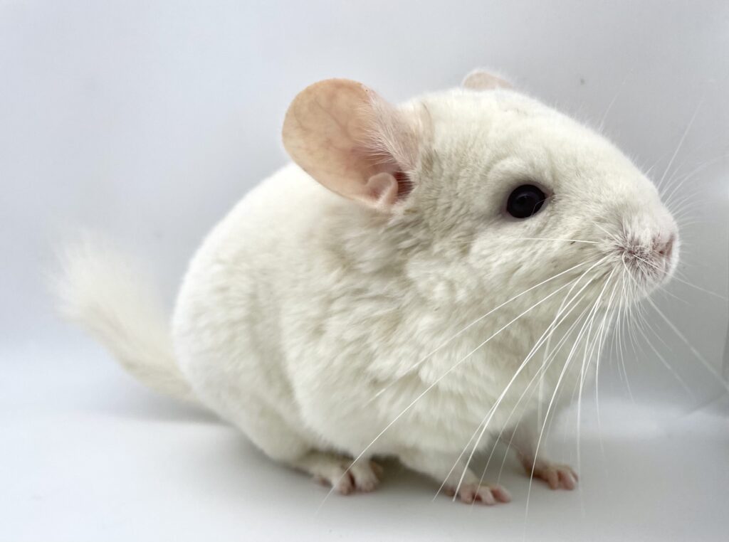 【SOLDOUT】チンチラ ピンクホワイト 葡萄目フルホワイト 女の子 オランダ産