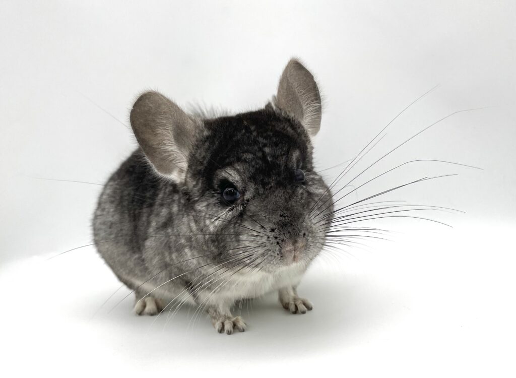 【SOLDOUT】チンチラ スタンダードグレー 男の子 オランダ産