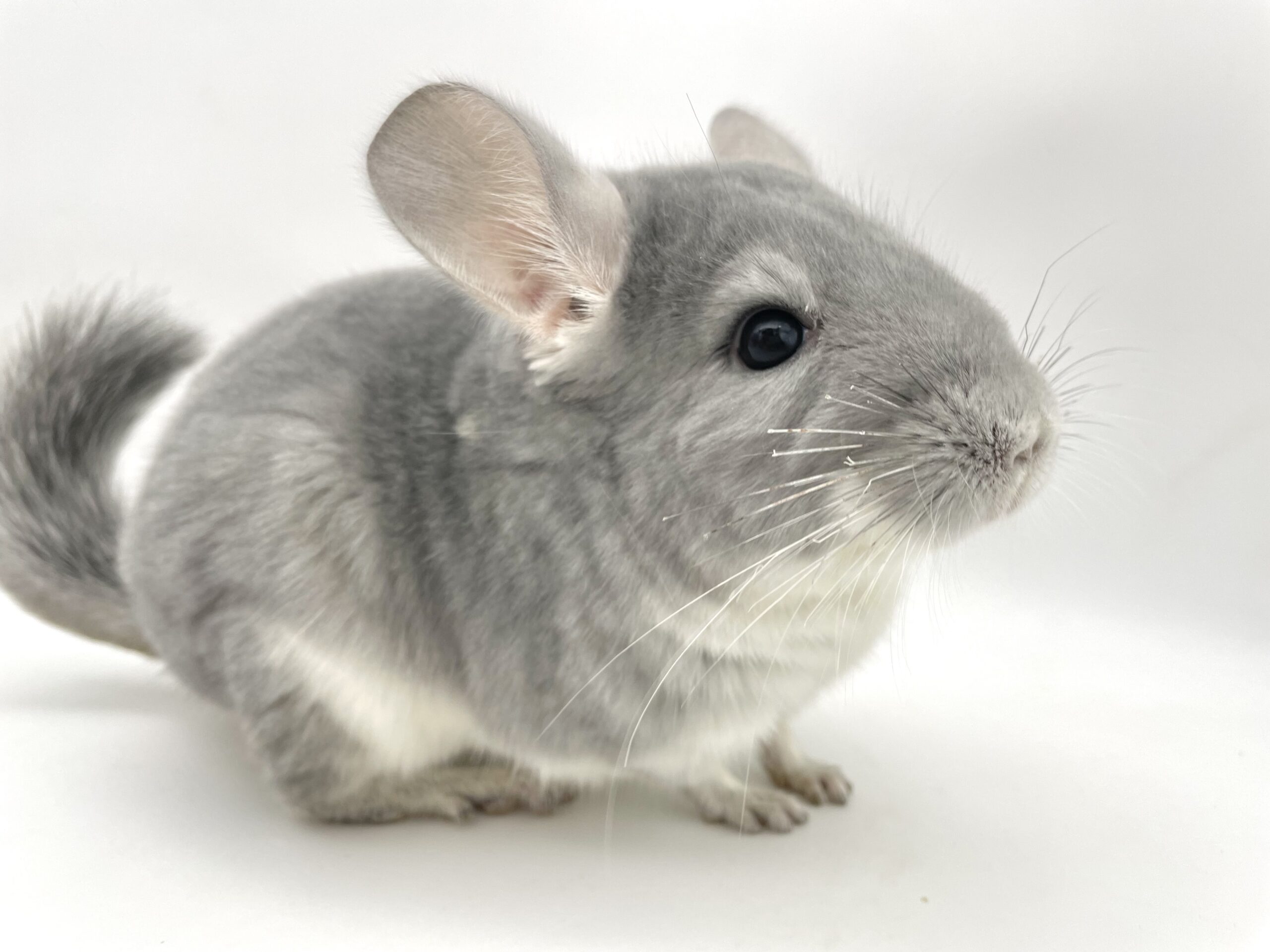 【SOLDOUT】チンチラ ブルーダイヤモンド 男の子 ポーランド産 9月生まれ①【大人しい子・カイカイ出来ます🌟】