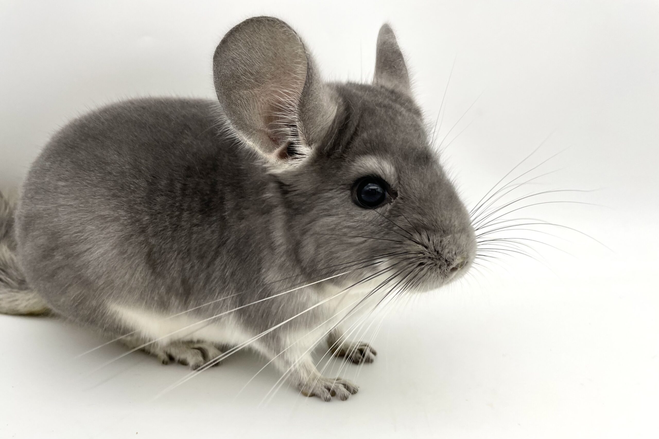 【SOLDOUT】チンチラ バイオレット 男の子 ポーランド産 9月生まれ②【カイカイ出来ます🌟】