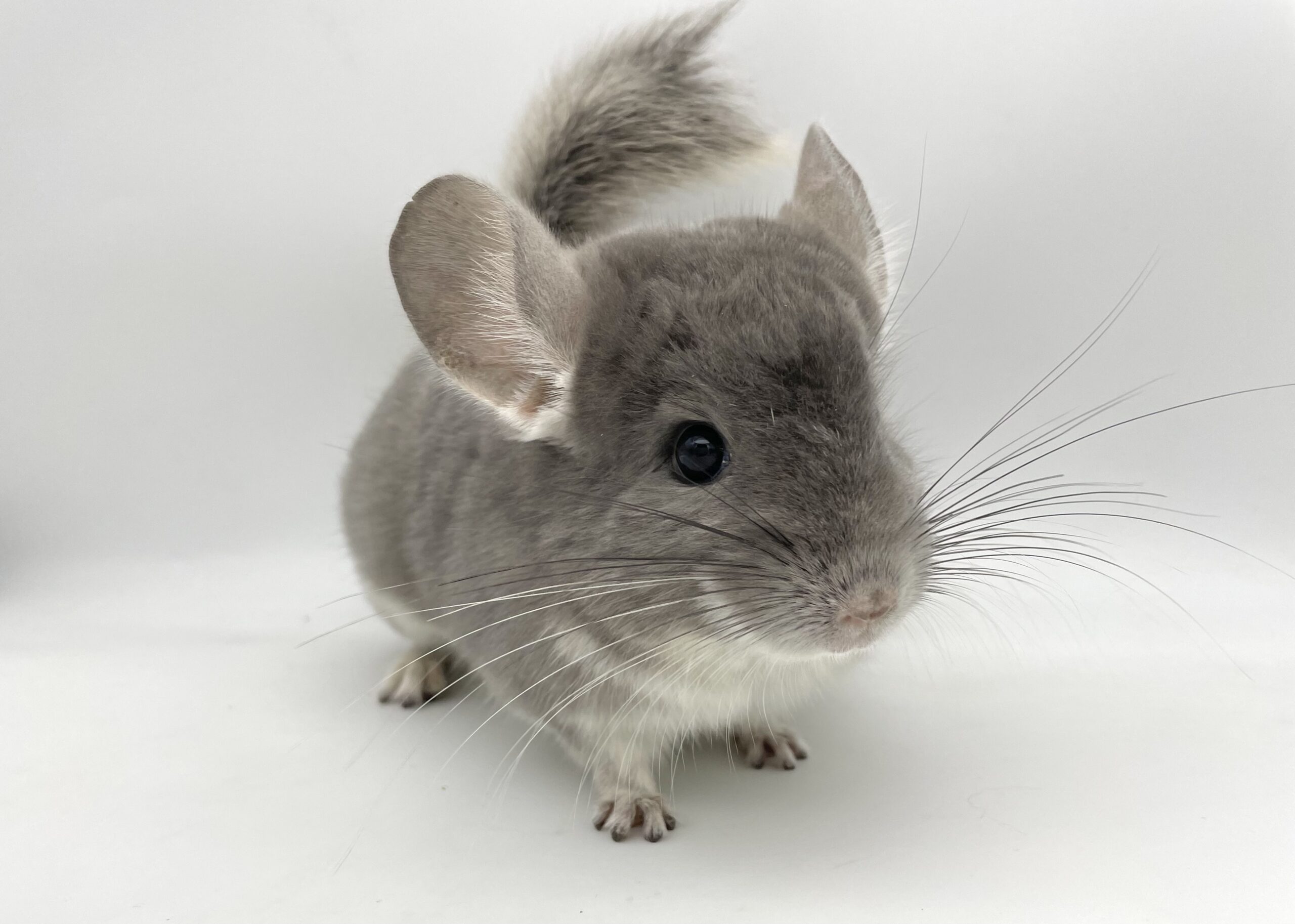 【SOLDOUT】チンチラ バイオレット お鼻ピンクタイプ 男の子 オランダ産