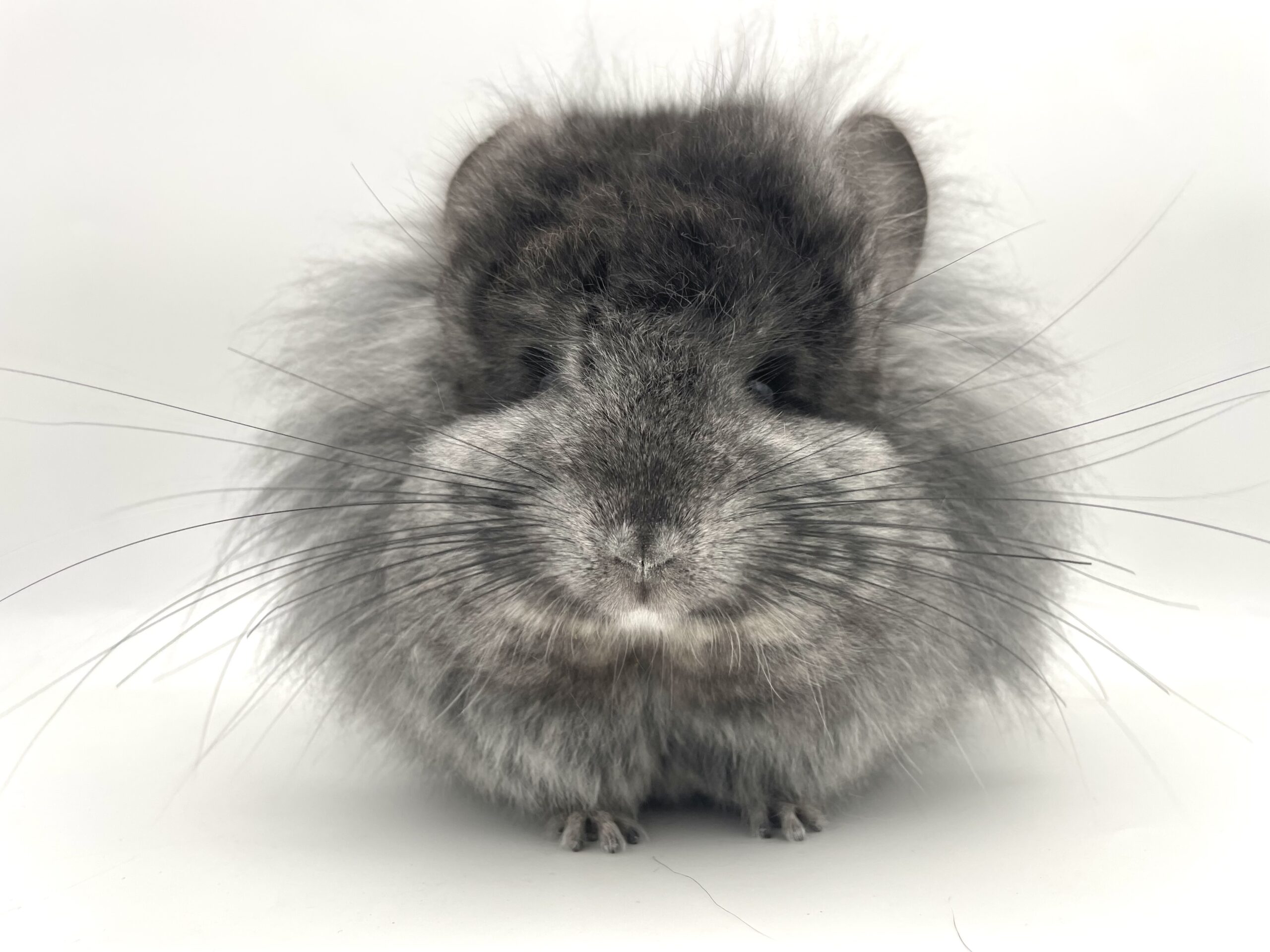 【SOLDOUT】アンゴラチンチラ ブラックエボニー(ミディアムカラー) バイオレットキャリア Lion mane 女の子 ポーランド産【カイカイ出来ます🌟】