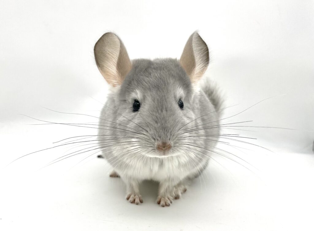 【SOLDOUT】チンチラ ブルーダイヤモンド 女の子 ポーランド産【首元カイカイ出来ます・人慣れしてます♪】