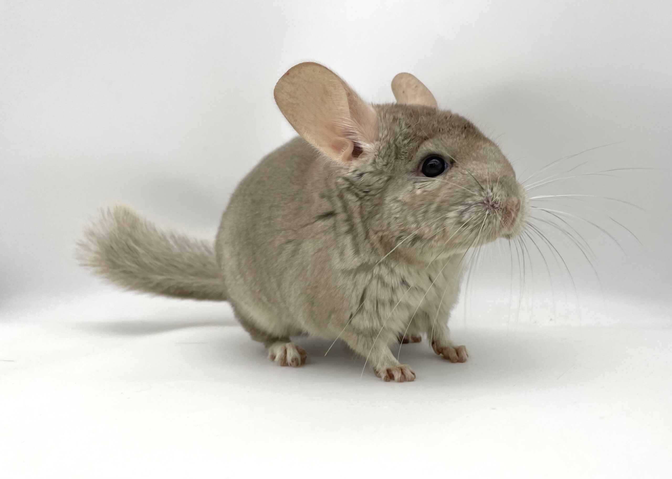 【SOLDOUT】チンチラ ベージュ(シナモンカラー) 女の子 長女