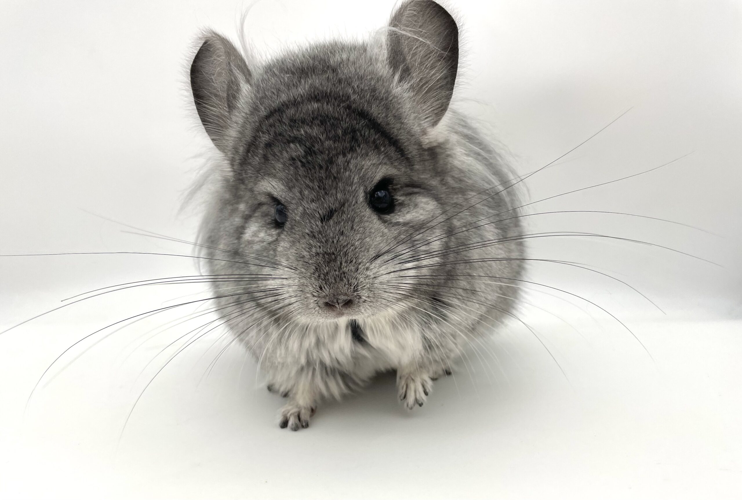 【SOLDOUT】アンゴラチンチラ スタンダードグレー 女の子 ロングイヤータフ【当店生まれ・人懐っこい子】