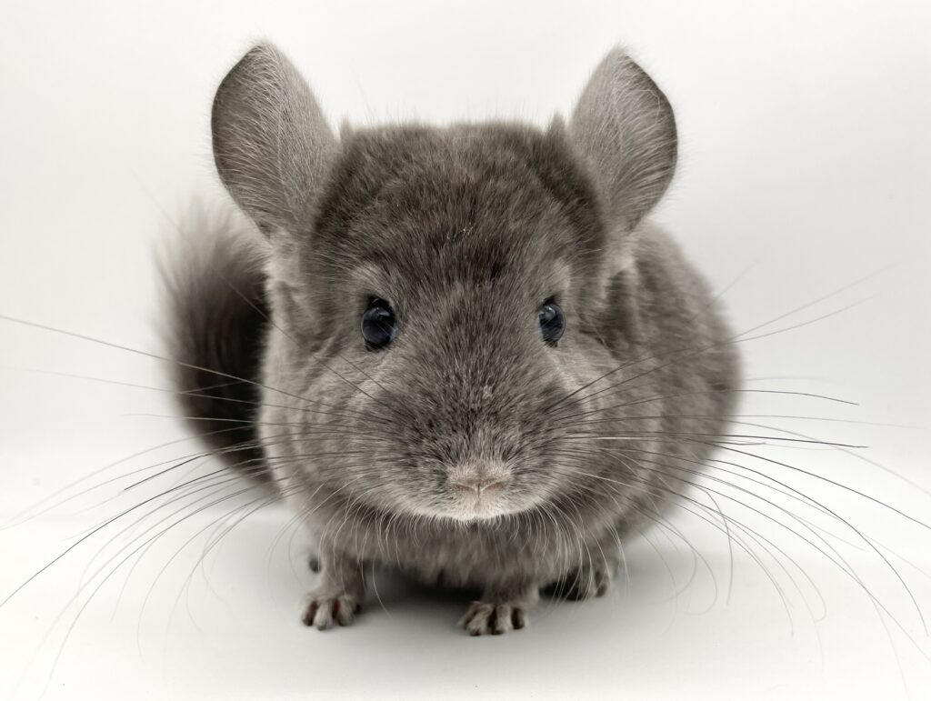 【SOLDOUT】チンチラ ドイチバイオレット ダークエボニー アンゴラキャリア（RPAc）男の子 ポーランド産