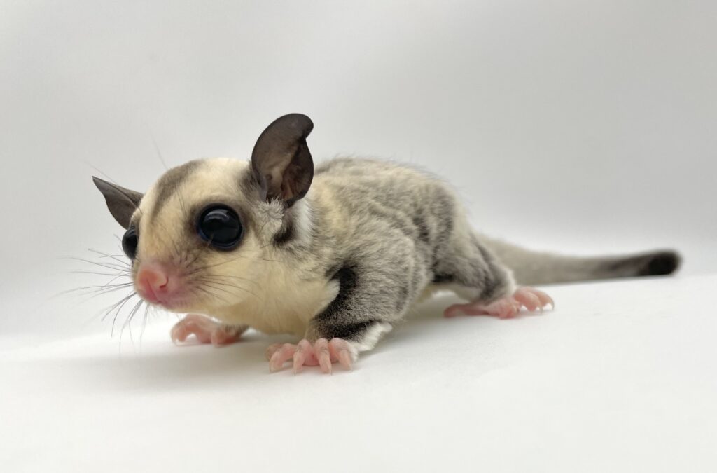 【SOLDOUT】フクロモモンガ プラチナ 女の子 当店ブリード