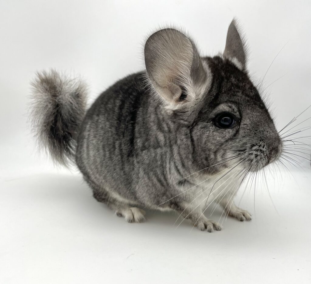 【SOLDOUT】チンチラ スタンダードグレー 男の子 ポーランド産 ② 6月頃生まれ