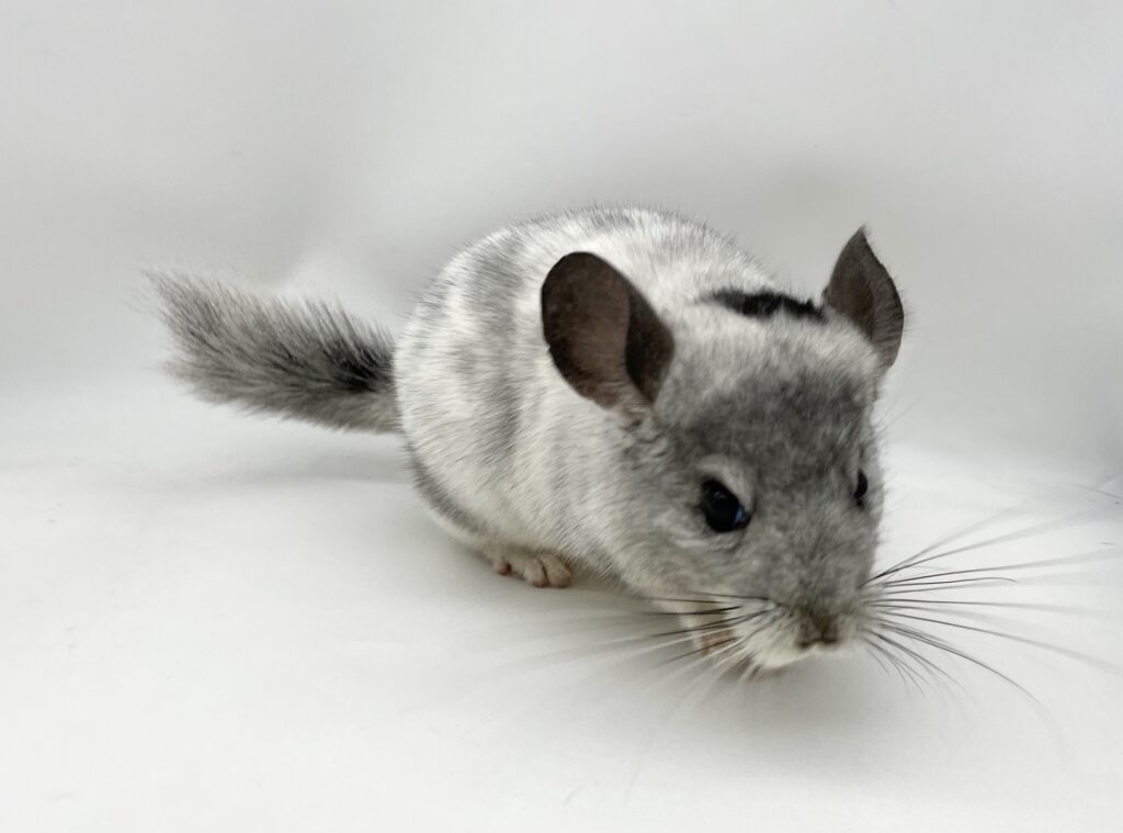 【SOLDOUT】チンチラ ウィルソンホワイト エクストリームモザイク 女の子 ポーランド産【首元カイカイ大好き・落ち着いた性格】