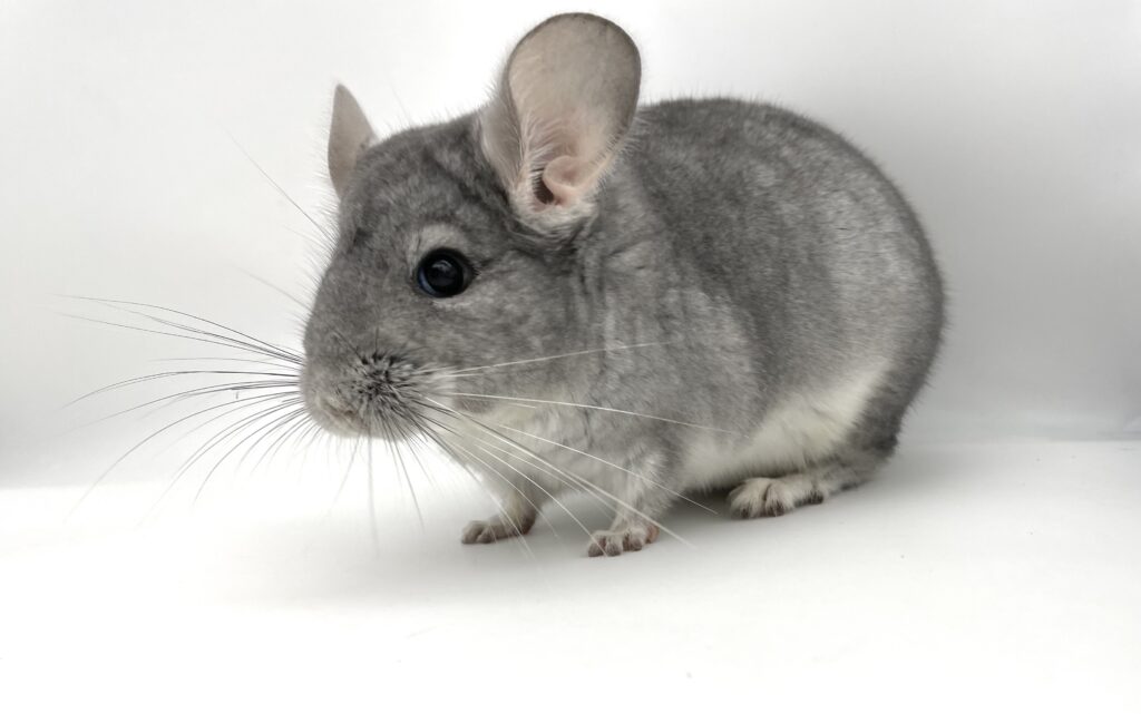 【SOLDOUT】チンチラ サファイア ブルーダイヤモンドキャリア 女の子 ポーランド産