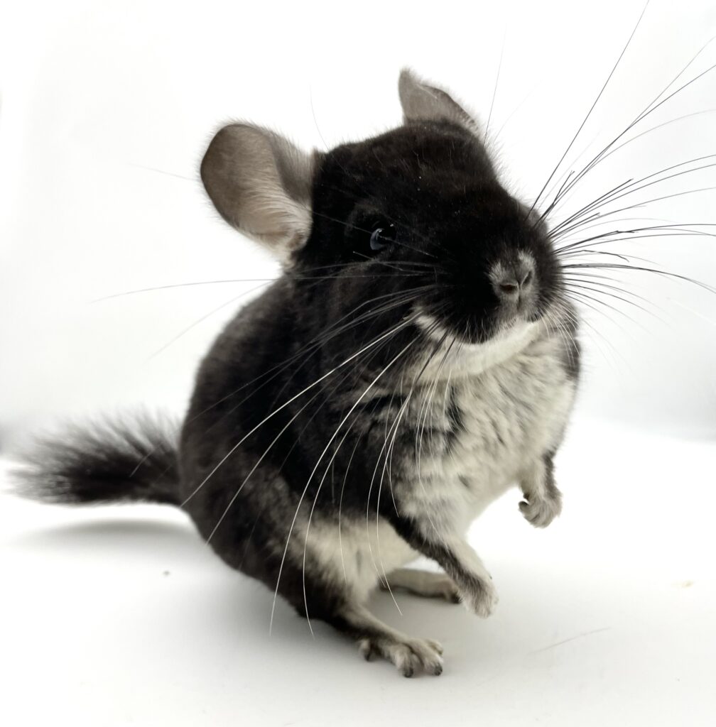 【SOLDOUT】チンチラ ポリッシュブラックパール 女の子 ポーランド便