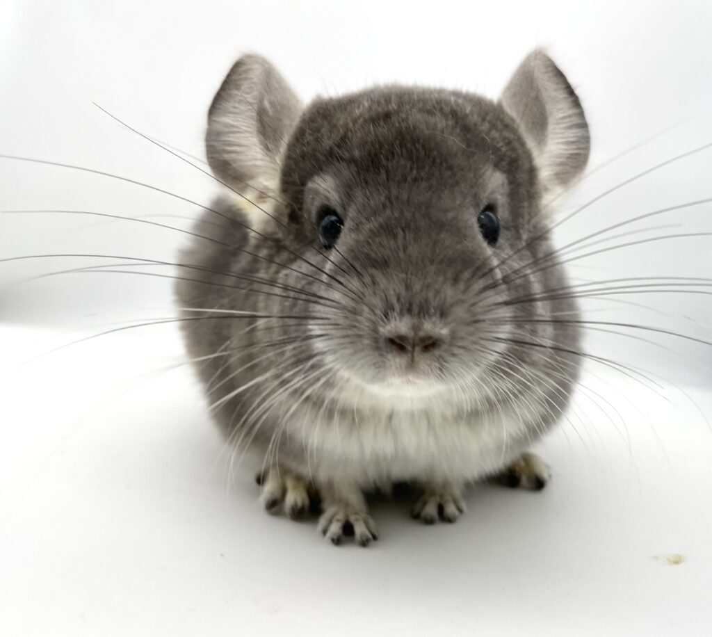 【SOLDOUT】チンチラ バイオレット 女の子 ポーランド便