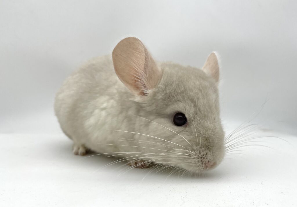 【SOLDOUT】チンチラ ホモベージュ 男の子 ポーランド便