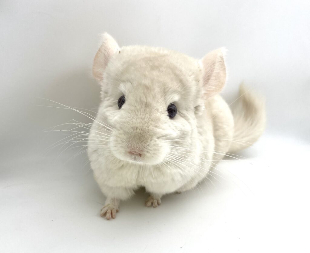 【SOLDOUT】チンチラ ゴールドバー 女の子 ポーランド便【カイカイ大好き・大人しい子】