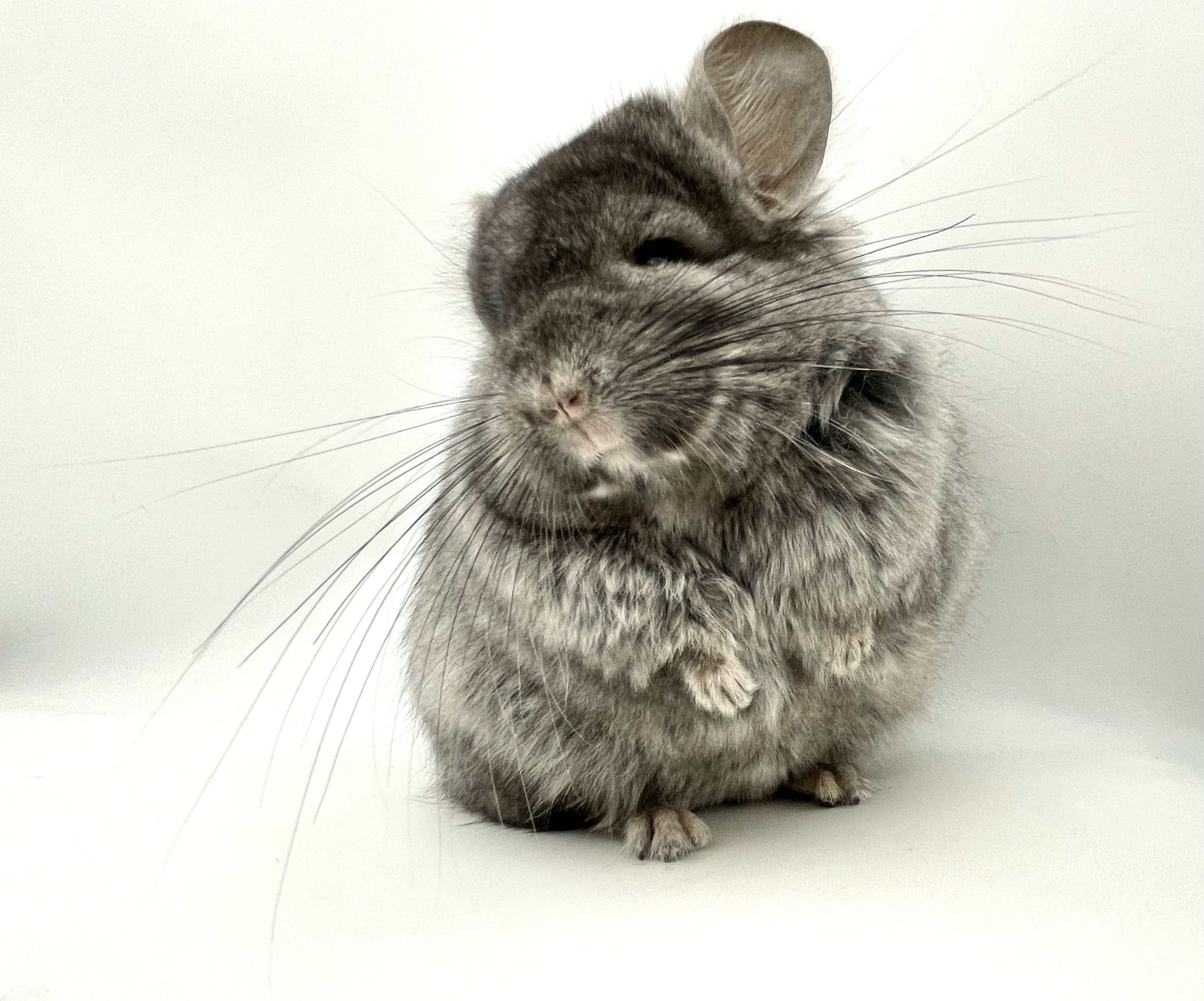 【SOLDOUT】アンゴラチンチラ ミディアムエボニー 女の子 バイオレットキャリア 姉妹 ポーランド便