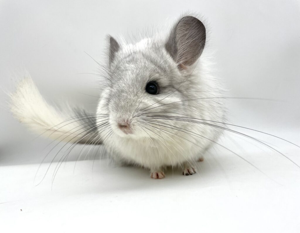 【SOLDOUT】アンゴラチンチラ ウィルソンホワイト ブルーダイヤモンドキャリア 男の子 ポーランド便【首元カイカイ出来ます】