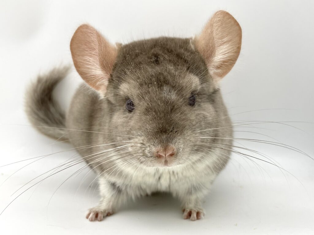 【SOLDOUT】チンチラ ベージュ（シナモンカラー）男の子 #40 ポーランド便 良体格！