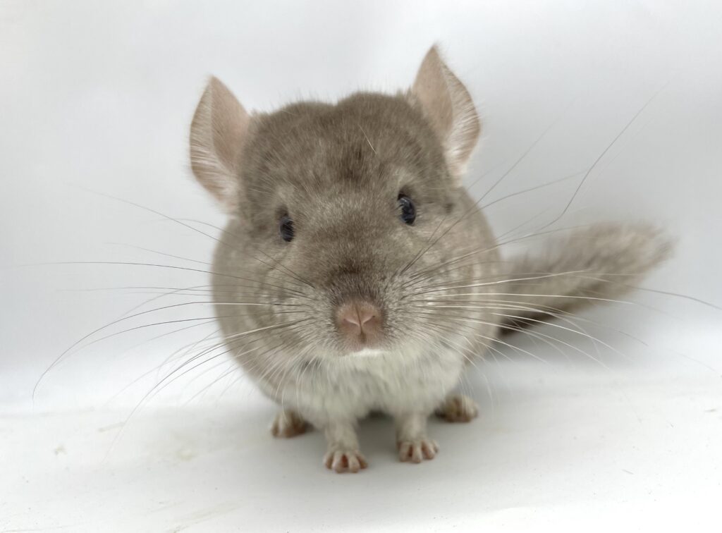 【SOLDOUT】チンチラ ベージュ（シナモンカラー）女の子 #37 ポーランド便