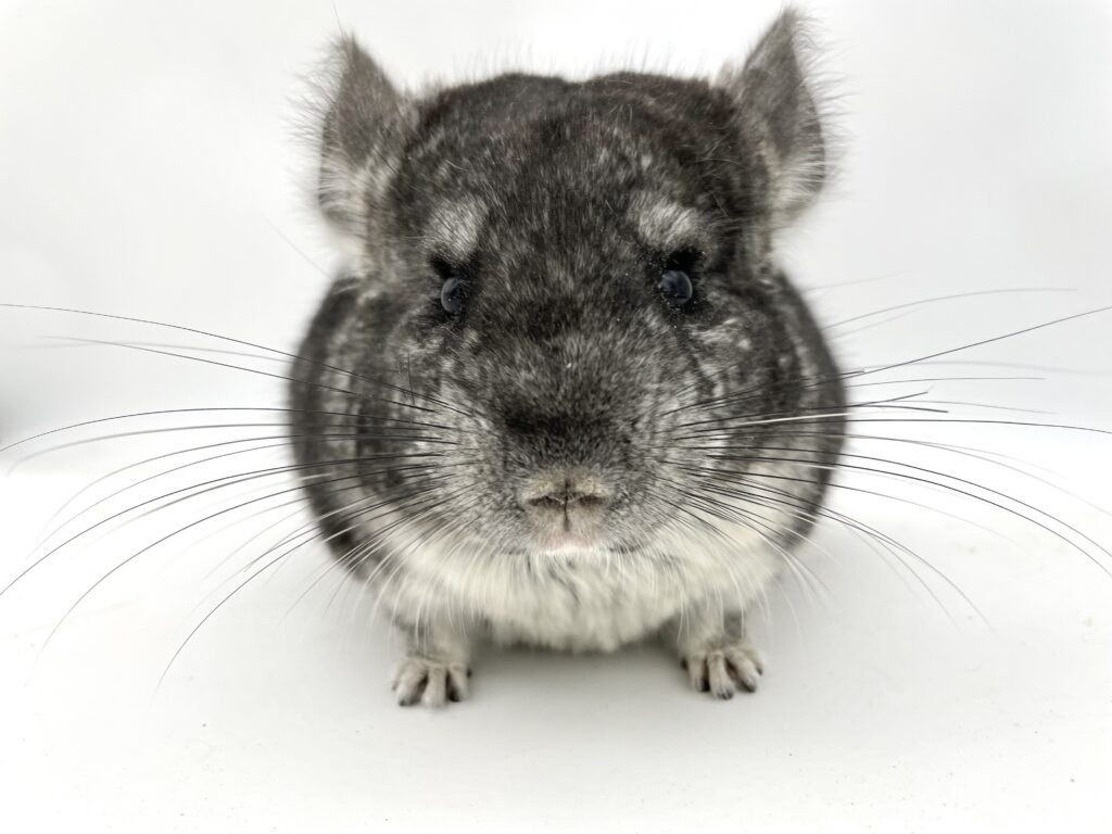 【SOLDOUT】チンチラ スタンダードグレー 男の子 #23 ポーランド便