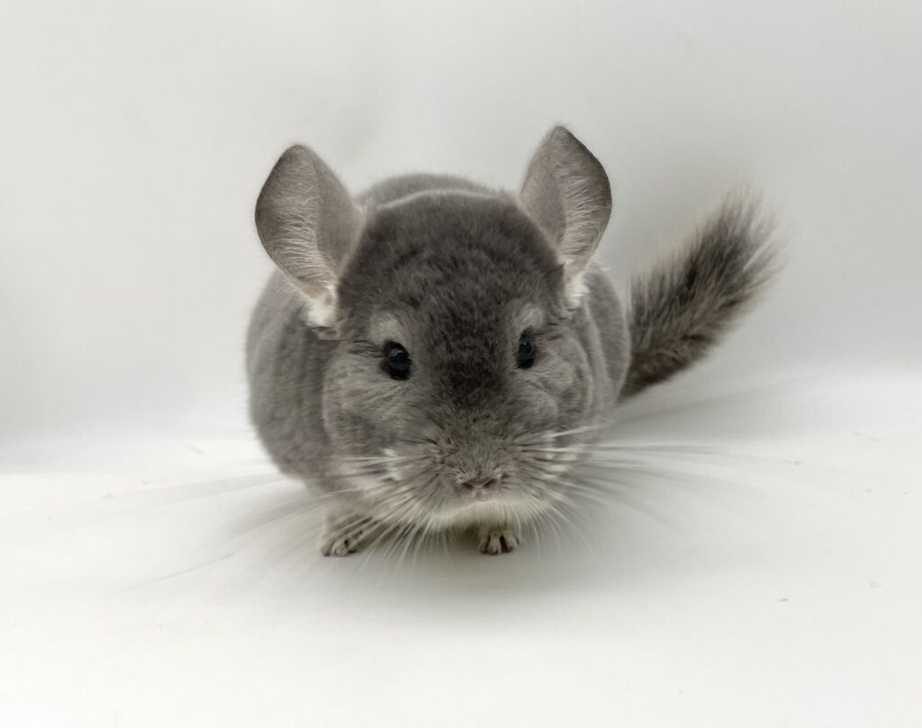 【SOLDOUT】チンチラ バイオレット 男の子 サファイアキャリア #31 ポーランド便