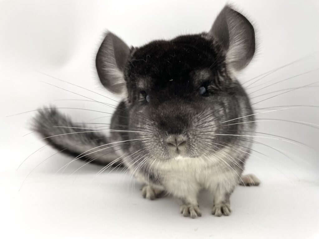 【SOLDOUT】チンチラ スタンダードグレー 男の子 #22 ポーランド便 良体格！