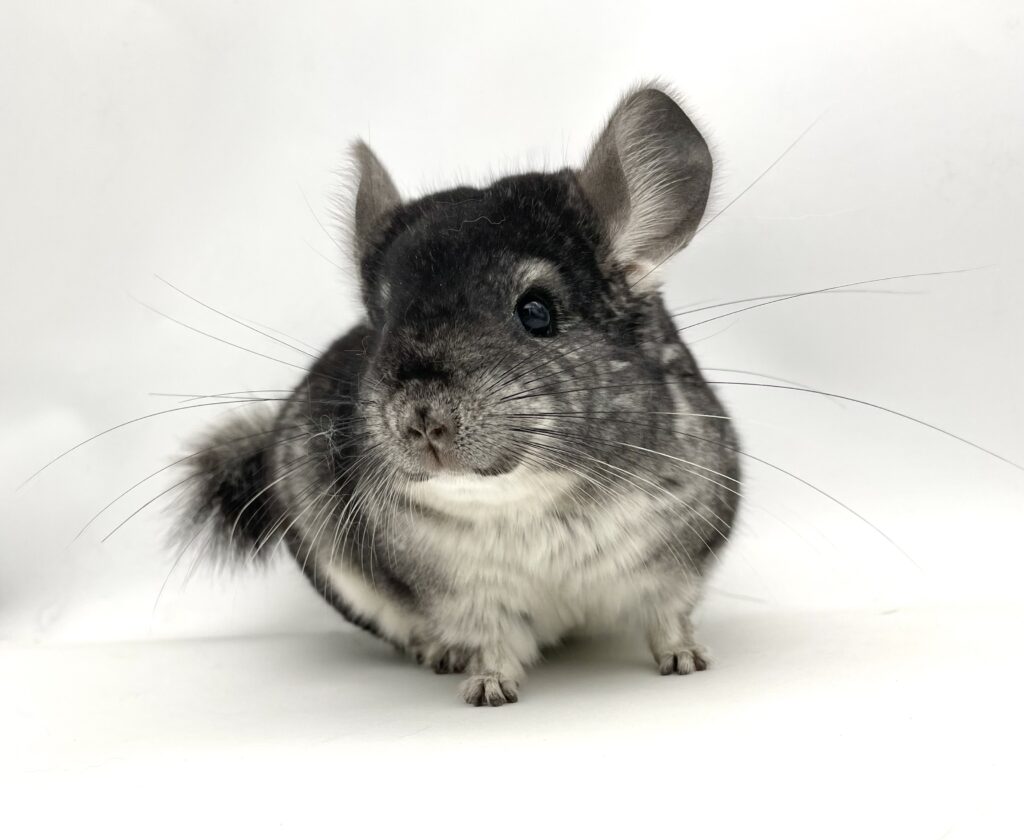 【SOLDOUT】チンチラ スタンダードグレー 男の子 #7 ポーランド便