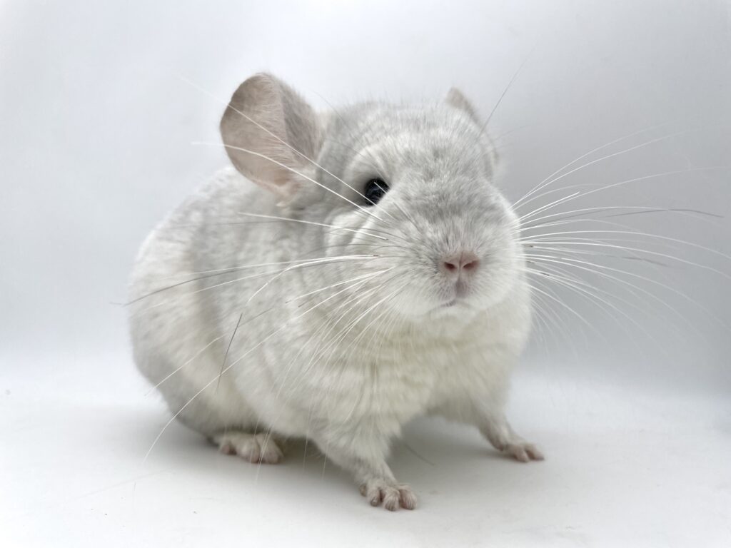 【SOLDOUT】チンチラ ホワイトブルーダイヤモンド 女の子 アンゴラキャリア #49 ポーランド便