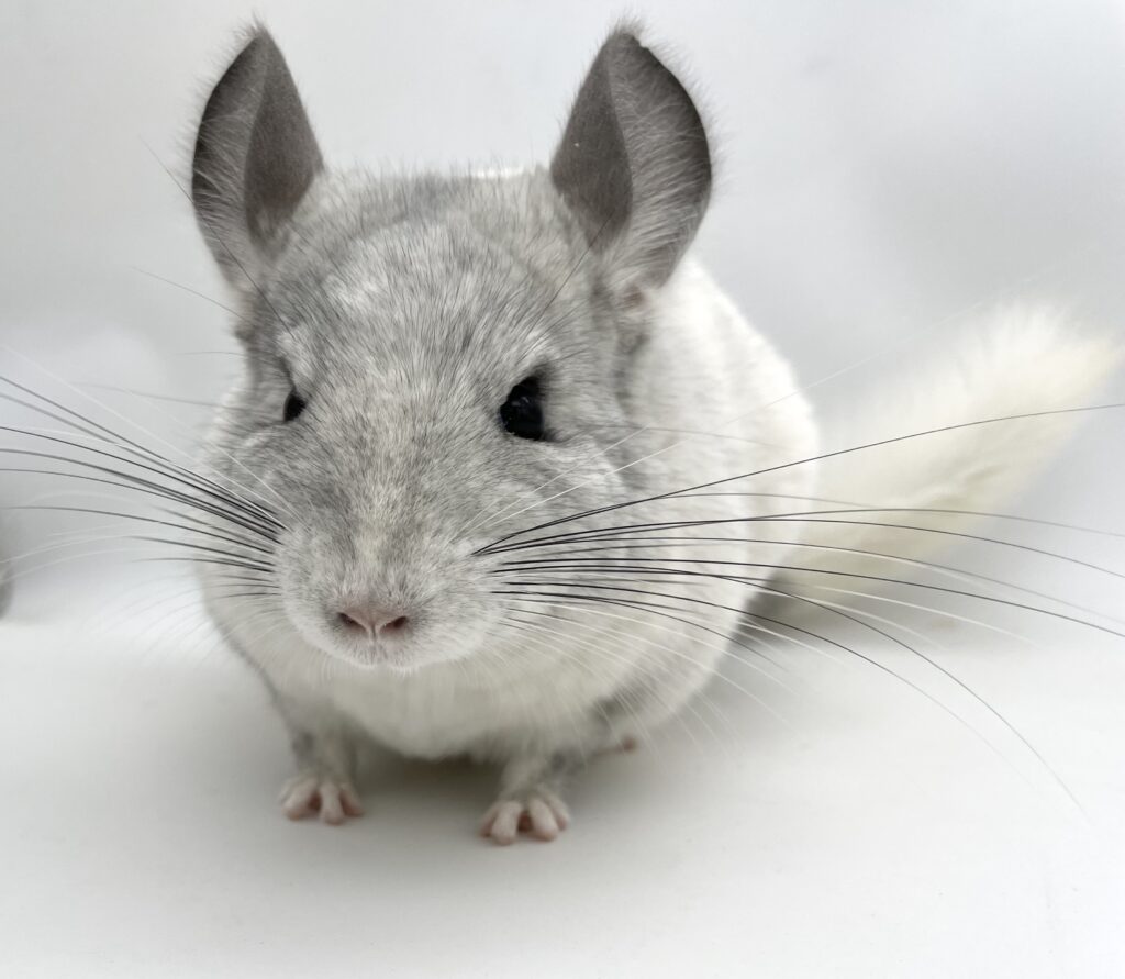 【SOLDOUT】チンチラ ウィルソンホワイト モザイク 女の子 #22 ポーランド便