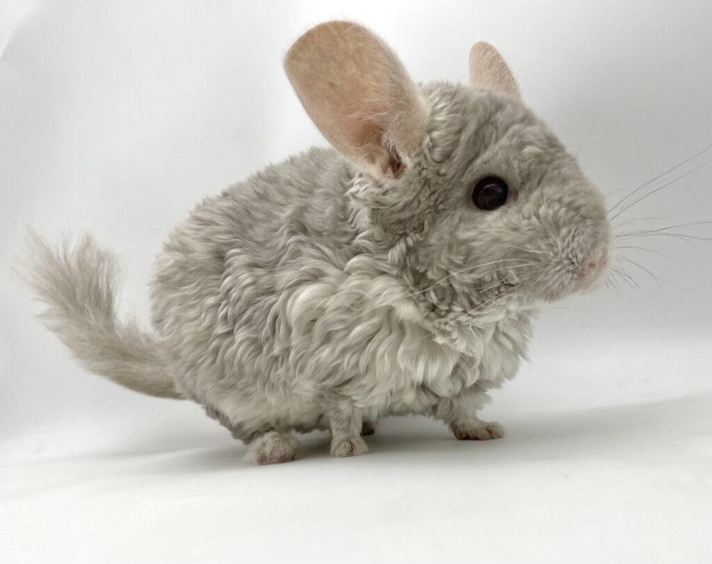 【SOLDOUT】アンゴラカーリーチンチラ ベージュバイオレットエボニー インペリアル 男の子 #45 ポーランド便【穏やかな性格・カイカイ大好き】