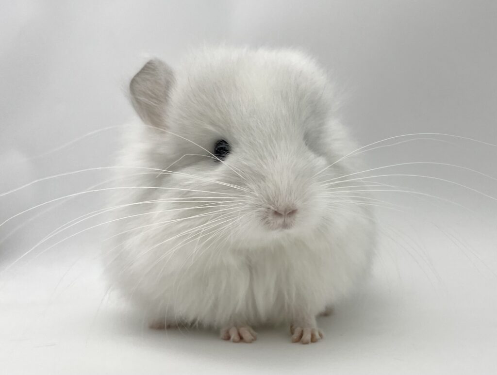 【SOLDOUT】アンゴラチンチラ ホワイトブルーダイヤモンド 男の子【mou生まれ】爆毛系