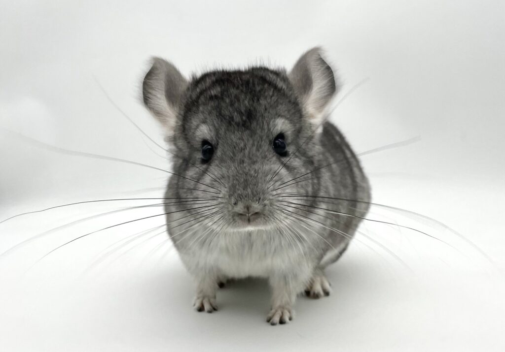 【SOLDOUT】チンチラ スタンダードグレー 男の子 アンゴラキャリア ブルーダイヤモンドキャリア【mou生まれ】