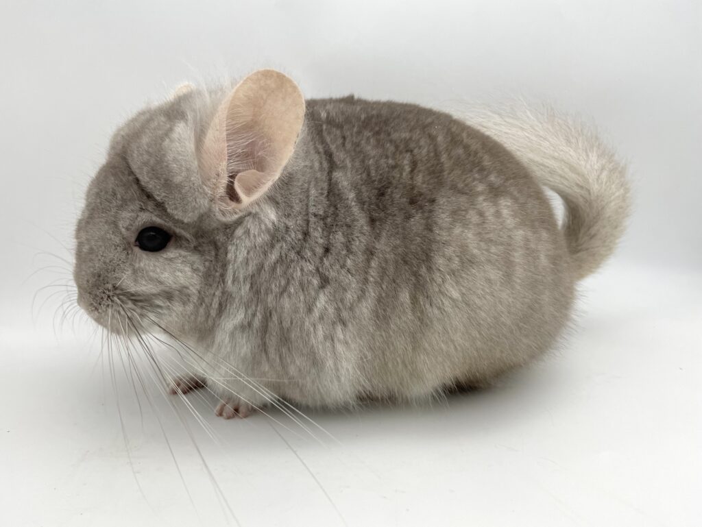 【SOLDOUT】アンゴラチンチラ ベージュ（シナモンカラー）男の子 オランダ産【カイカイ出来ます♪・良体格！】