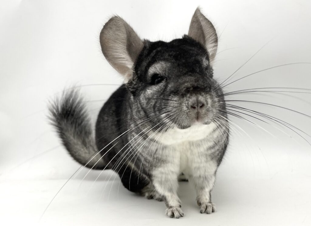 【SOLDOUT】チンチラ スタンダードグレー 男の子 オランダ便【穏やかな性格・艶々毛並み】