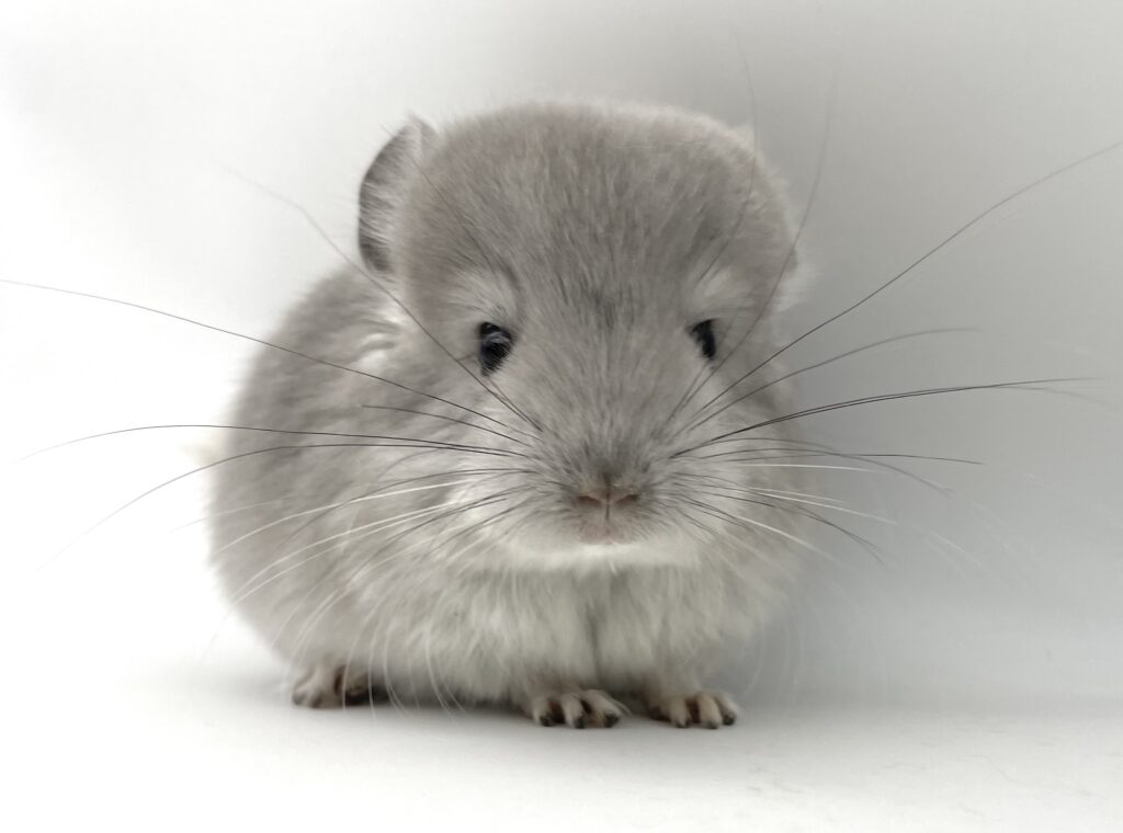 【参考個体】アンゴラチンチラ バイオレット 女の子 poss.66%サファイアキャリア【mou生まれ】